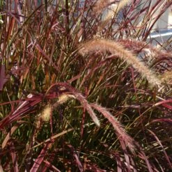Purple Fountain Grass -Plant Sales Store Purple Fountain Grass 5