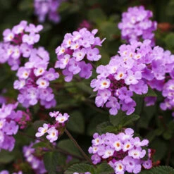 Purple Lantana 6 Purple Lantana -Plant Sales Store Purple Lantana 6 FGT
