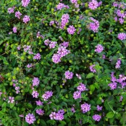 Purple Lantana 7 Purple Lantana -Plant Sales Store Purple Lantana 7 FGT