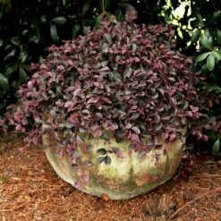 Purple Pixie® Dwarf Weeping Loropetalum -Plant Sales Store Purple Pixoe Loropetalum 2