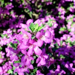 Purple Rain Texas Sage -Plant Sales Store Purple Rain Sage 3 FGT