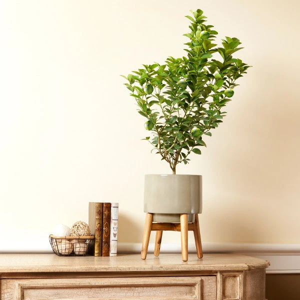 Key Lime Bush 1 Key Lime Bush