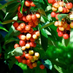 Rainier Cherry Tree -Plant Sales Store Rainier Cherry Tree 2 FGT e7faac33 9005 4201 904b 00d7c27600fd