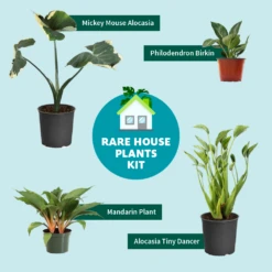 Rare House Plant Kit -Plant Sales Store RareHousePlantKitGraphic