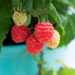 Bushel And Berry® Raspberry Shortcake® Bush -Plant Sales Store Raspberry Shortcake 1