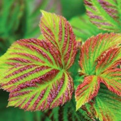 Bushel And Berry® Raspberry Shortcake® Bush -Plant Sales Store Raspberry Shortcake 4