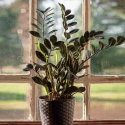 Raven ZZ Plant -Plant Sales Store Raven ZZ 1