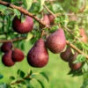 Red Bartlett Pear Tree