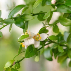 Red Finger Lime Tree -Plant Sales Store Red FInger Lime 2 6caf0467 1911 48e7 a9fa babb0a6fffe5