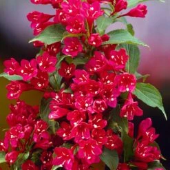 Red Prince Weigela Tree -Plant Sales Store Red Prince Wegeila 1 FGT