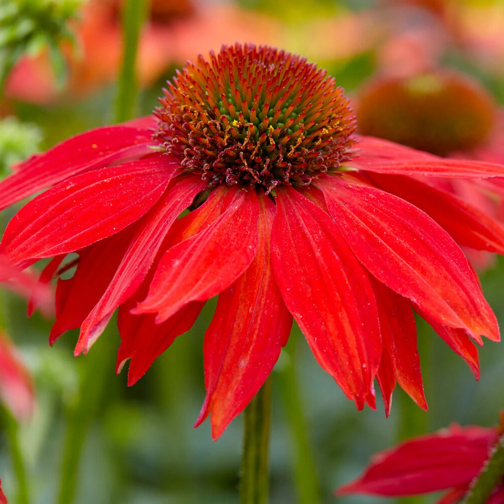 Sombrero® Salsa Red Coneflower 3 Sombrero® Salsa Red Coneflower - Image 3