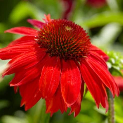 Sombrero® Salsa Red Coneflower 8 Sombrero® Salsa Red Coneflower -Plant Sales Store Red Salsa Coneflower 4