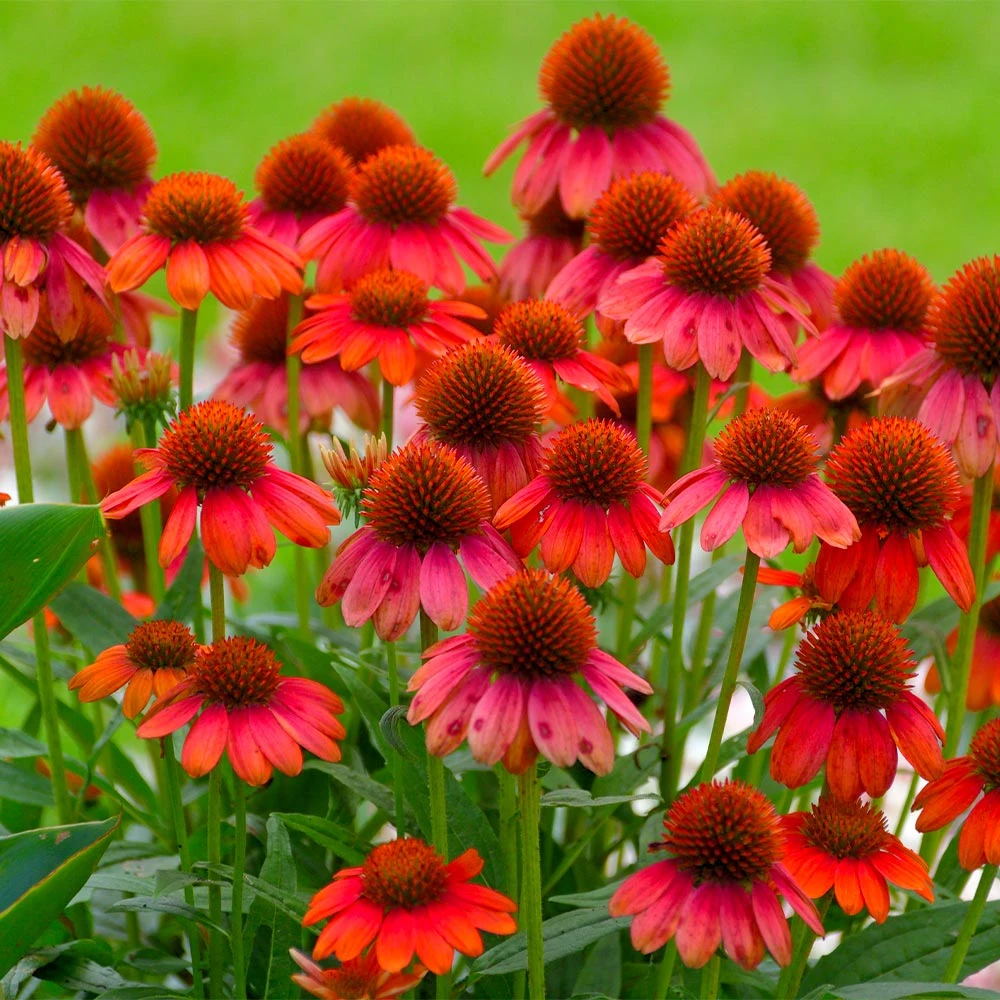 Sombrero® Salsa Red Coneflower 2 Sombrero® Salsa Red Coneflower - Image 2