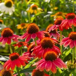 Sombrero® Salsa Red Coneflower 9 Sombrero® Salsa Red Coneflower -Plant Sales Store Red Salsa Coneflower 6 FGT
