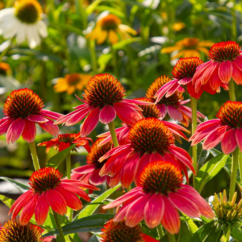 Sombrero® Salsa Red Coneflower 5 Sombrero® Salsa Red Coneflower - Image 5