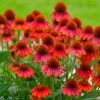 Sombrero® Salsa Red Coneflower