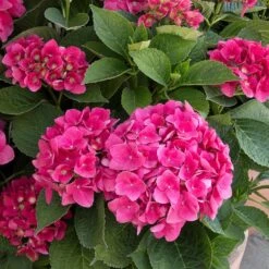 Red N' Pretty® Hydrangea Shrub -Plant Sales Store Red and Pretty Hydrangea 2