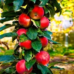 North Pole Columnar Apple Tree -Plant Sales Store Red Columnar Apple 3