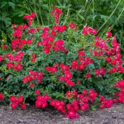 Red Drift® Rose -Plant Sales Store Red Drift Rose 1