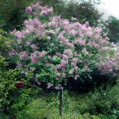 Red Pixie Lilac Tree 7 Red Pixie Lilac Tree -Plant Sales Store Red Pixie Lilac Tree 2