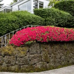 Red Ruffles Azalea Shrub -Plant Sales Store Red Ruffles Azalea 7