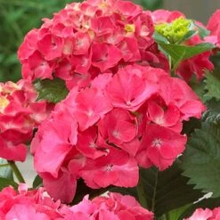 Red Sensation Hydrangea 5 Red Sensation Hydrangea -Plant Sales Store Red Sensation Hydrangea 1 FGT
