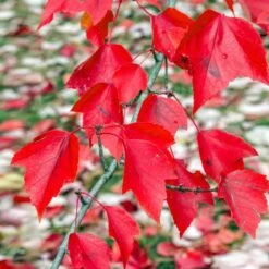 Red Sunset® Maple Tree 7 Red Sunset® Maple Tree -Plant Sales Store Red Sunset Maple 2