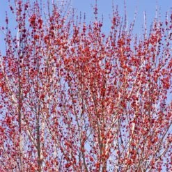 Red Sunset® Maple Tree 8 Red Sunset® Maple Tree -Plant Sales Store Red Sunset Maple 3