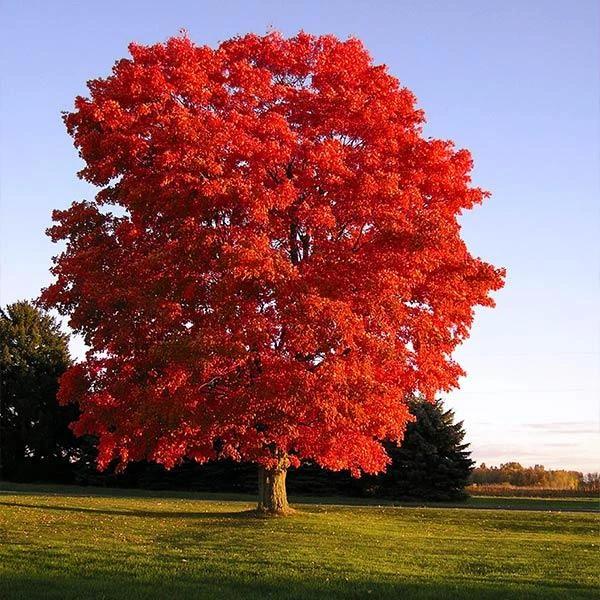 Red Sunset® Maple Tree 1 Red Sunset® Maple Tree