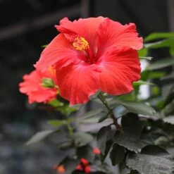 Red Tropical Hibiscus Tree 8 Red Tropical Hibiscus Tree -Plant Sales Store Red Tropical Hibiscus Tree 3 FGT