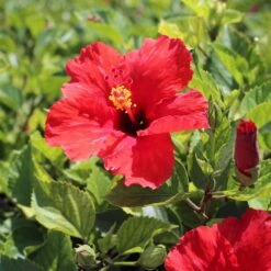 Red Tropical Hibiscus Tree 10 Red Tropical Hibiscus Tree -Plant Sales Store Red Tropical Hibiscus Tree 8 FGT