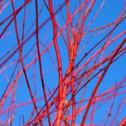 Red Twig Dogwood Shrub -Plant Sales Store Red Twig Dogwood 3 FGT