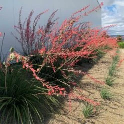 Red Yucca Plant -Plant Sales Store Red Yucca 1
