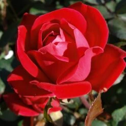 Double Knock Out® Rose -Plant Sales Store Red knockout rose 7 FGT
