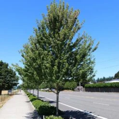 Redpointe® Maple 7 Redpointe® Maple -Plant Sales Store Redpointe Maple 1