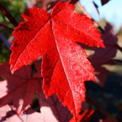 Redpointe® Maple 8 Redpointe® Maple -Plant Sales Store Redpointe Maple 4