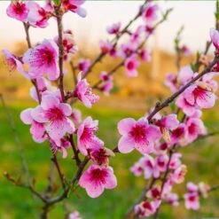 Redskin Peach Tree -Plant Sales Store Redskin Peach Tree 3 8df8851c ef3e 4a16 b538 29f1adcb997c