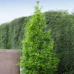 Regal Prince Oak Tree 7 Regal Prince Oak Tree -Plant Sales Store Regal Prince Oak 3