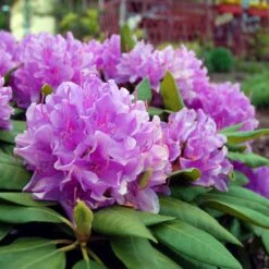 Lavender Rhododendron Shrub 7 Lavender Rhododendron Shrub -Plant Sales Store Rhododendron Lavender 3 FGT