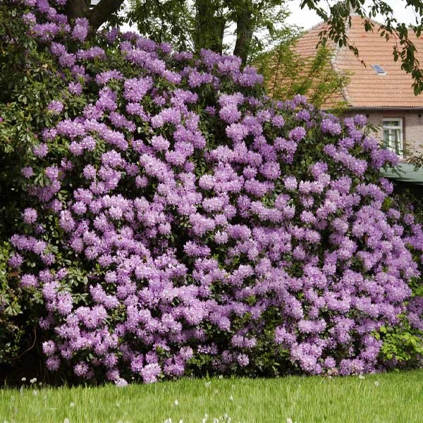 Lavender Rhododendron Shrub 1 Lavender Rhododendron Shrub