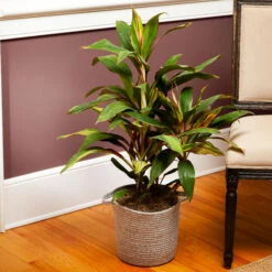 Hawaiian Ti Plant 'Rising Sun'