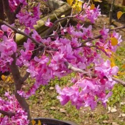 The Rising Sun™ Eastern Redbud Tree -Plant Sales Store Rising Sun Redbud 6