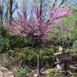 The Rising Sun™ Eastern Redbud Tree -Plant Sales Store Rising Sun Redbud 7