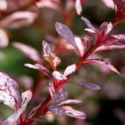 Rose Glow Barberry Shrub -Plant Sales Store Rose GLow Barberry 1 FGT