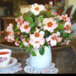 Raspberry Kiss™ Rose Tree 7 Raspberry Kiss™ Rose Tree -Plant Sales Store Rosemarry Kiss Rose tree 1