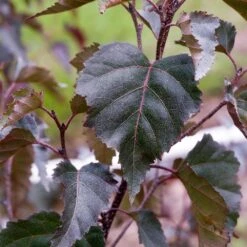 Royal Frost® Birch Tree -Plant Sales Store Royal Frost Birch 2 FGT