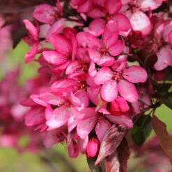 Royal Raindrops® Crabapple Tree -Plant Sales Store Royal Raindrops Crabapple 3