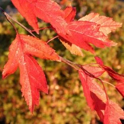Royal Raindrops® Crabapple Tree -Plant Sales Store Royal Raindrops Crabapple 4