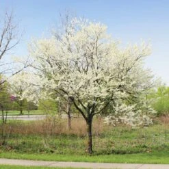 Royal White Redbud Tree -Plant Sales Store Royal White Redbud 1