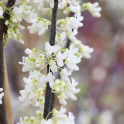 Royal White Redbud Tree -Plant Sales Store Royal White Redbud 5 FGT